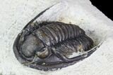 Cornuproetus Trilobite Fossil - Morocco #105988-3